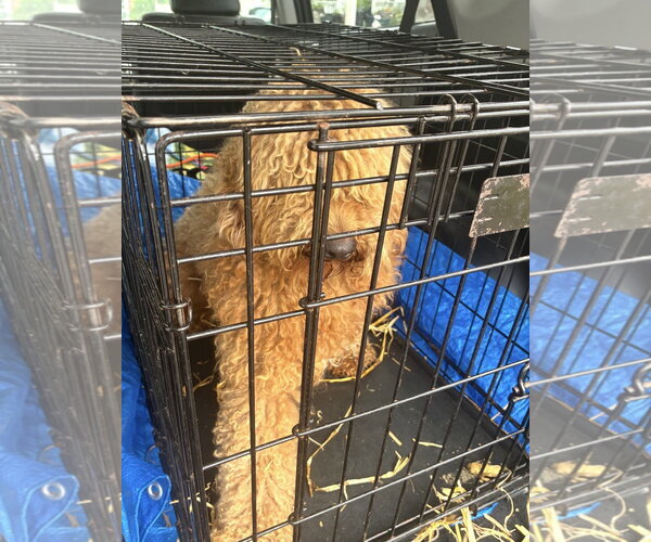 Medium Photo #1 Golden Retriever Puppy For Sale in Pottstown, PA, USA