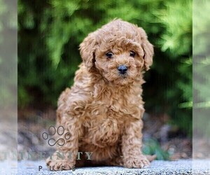 Goldendoodle (Miniature) Puppy for sale in KINZERS, PA, USA