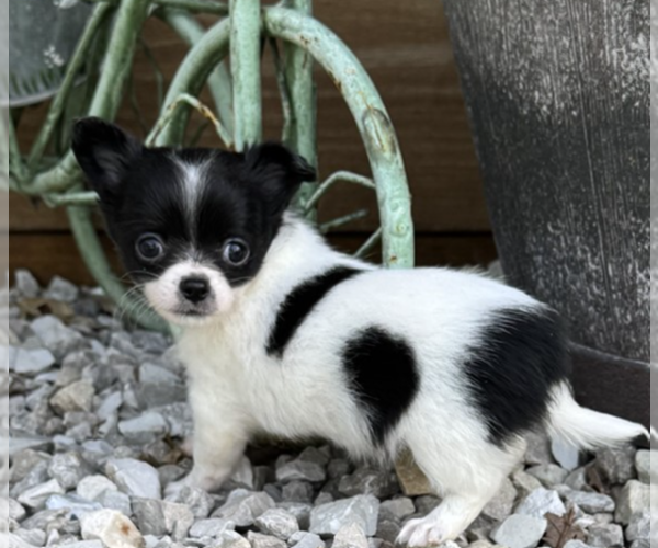 Medium Photo #1 Chihuahua Puppy For Sale in NAPLES, FL, USA