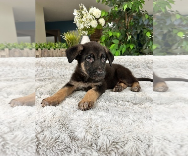 Medium Photo #5 German Shepherd Dog Puppy For Sale in GREENFIELD, IN, USA