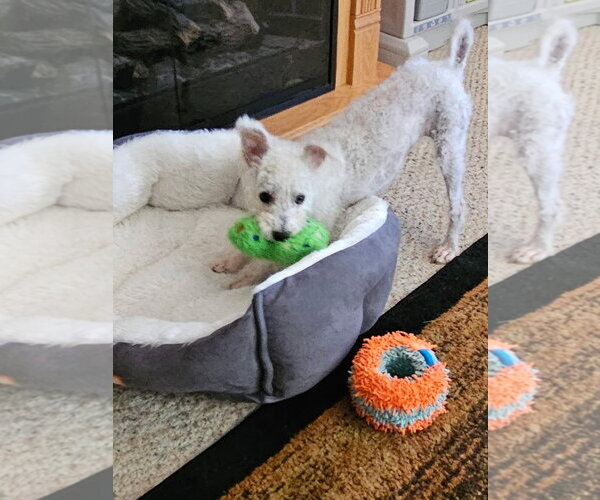 Medium Photo #2 Mutt Puppy For Sale in Plainfield, IL, USA