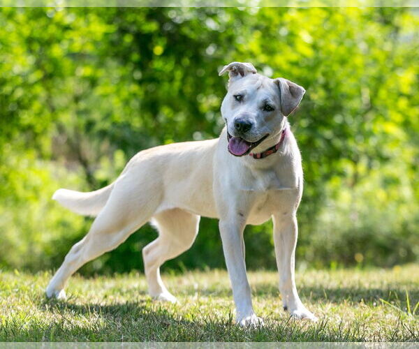 Medium Photo #9 Labrador Retriever-Unknown Mix Puppy For Sale in Farmington, MN, USA