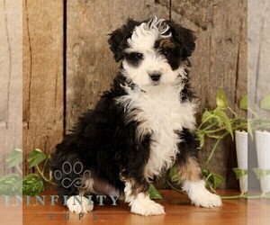 Bernedoodle (Miniature) Puppy for sale in NARVON, PA, USA