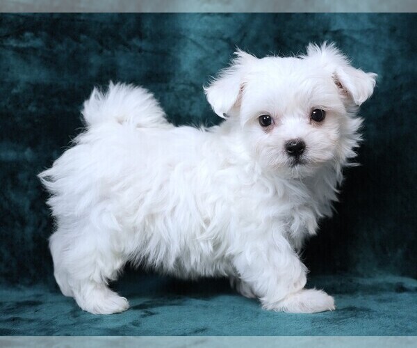 Medium Photo #3 Maltese Puppy For Sale in ROCK VALLEY, IA, USA