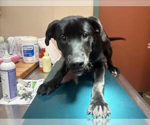 Labrador Retriever Dogs for adoption in Rancho Cucamonga, CA, USA