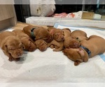 Image preview for Ad Listing. Nickname: Litter of 3