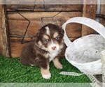 Puppy Puppy 5 Miniature Australian Shepherd