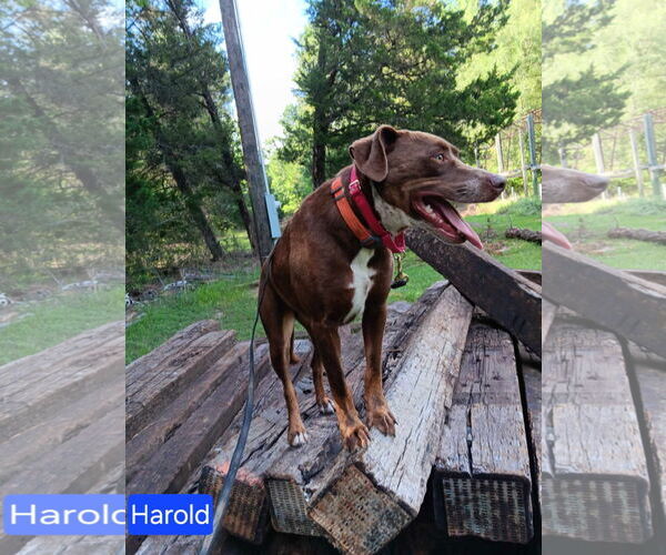 Medium Photo #2 Mutt Puppy For Sale in Farmerville, LA, USA