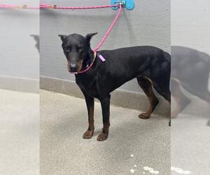 Doberman Pinscher-Unknown Mix Dogs for adoption in Las Vegas, NV, USA