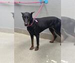 Small Doberman Pinscher Mix