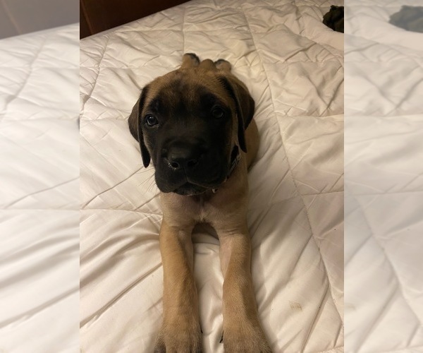 Medium Photo #1 Mastiff Puppy For Sale in ASHLAND, OR, USA