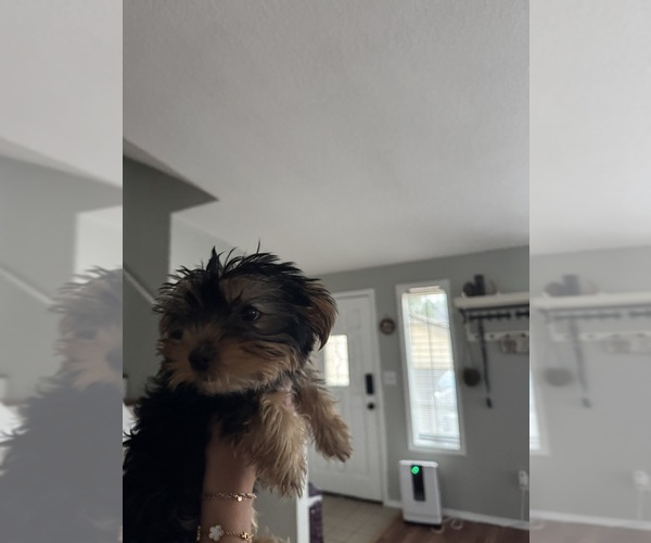 Medium Photo #5 Yorkshire Terrier Puppy For Sale in PORTLAND, OR, USA