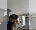 Small #4 Yorkshire Terrier