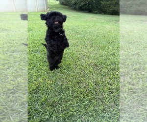 Shih Tzu Puppy for sale in BOILING SPGS, SC, USA