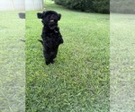 Small Shih Tzu