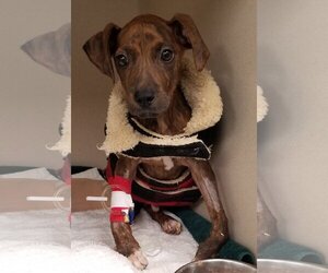 Lyle - Male Mutt Dog for Adoption - Photo #4