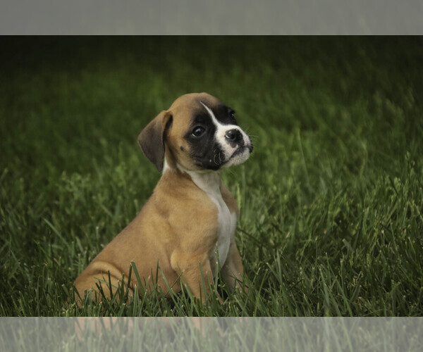 Medium Photo #7 Boxer Puppy For Sale in SHIPSHEWANA, IN, USA