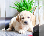 Small Labrador Retriever