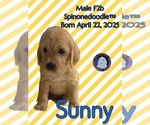 Puppy Sunny Poodle (Standard)-Spinone Italiano Mix