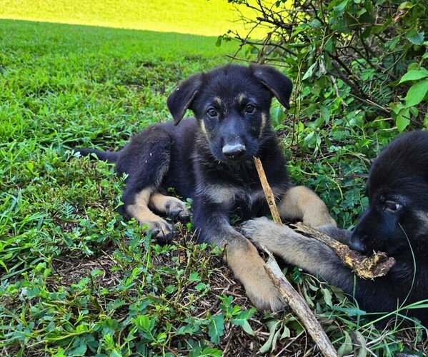 Medium Photo #1 German Shepherd Dog Puppy For Sale in LEXINGTON, SC, USA