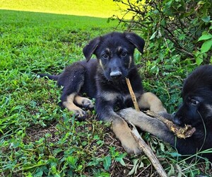 Medium German Shepherd Dog