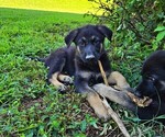 Puppy Scout German Shepherd Dog