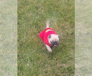 Pug Puppy for sale in MUNCIE, IN, USA