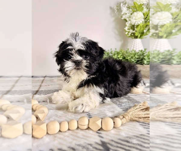 Medium Photo #5 Shih Tzu Puppy For Sale in GREENFIELD, IN, USA