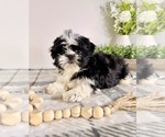Small #4 Shih Tzu