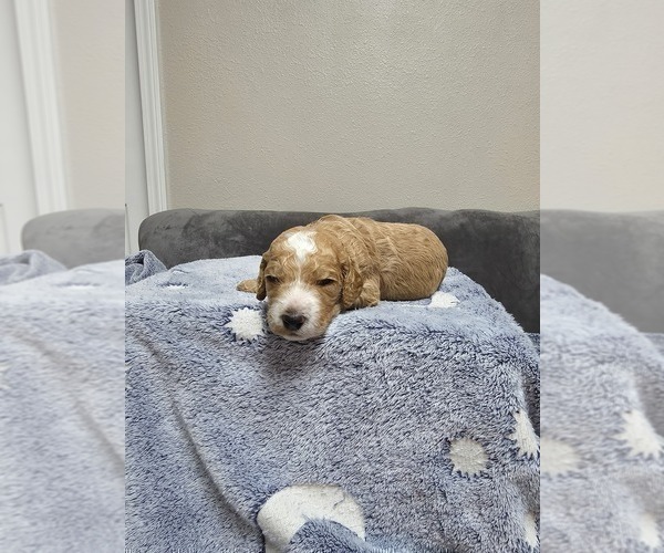 Medium Photo #3 Goldendoodle Puppy For Sale in COLLINSVILLE, IL, USA