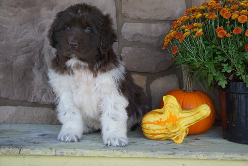 Medium Photo #3 Newfoundland Puppy For Sale in FREDERICKSBG, OH, USA
