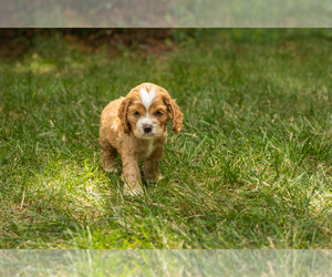 Cocker Spaniel Puppy for sale in NAPPANEE, IN, USA