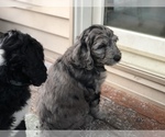 Small Photo #32 Aussiedoodle-Poodle (Standard) Mix Puppy For Sale in COMMERCE, MI, USA