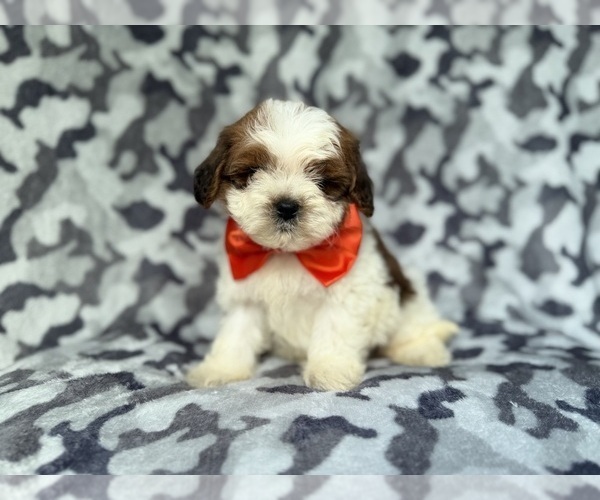 Medium Photo #2 ShihPoo Puppy For Sale in LAKELAND, FL, USA