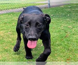 Labrador Retriever-Unknown Mix Dogs for adoption in Texas City, TX, USA