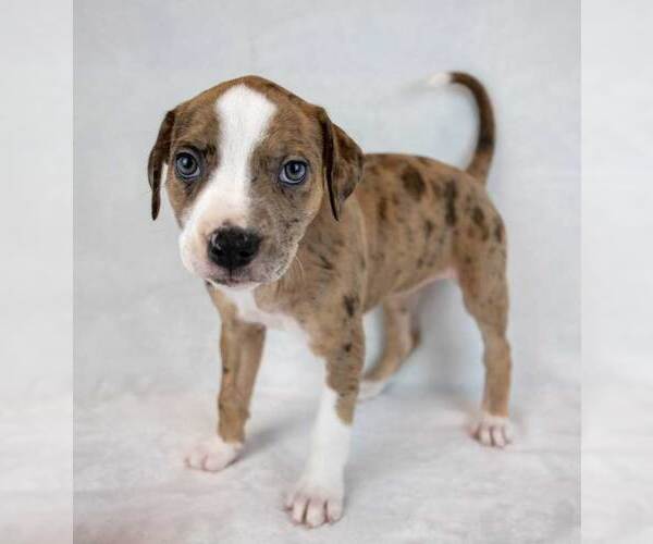 Medium Photo #6 Bulldog-Unknown Mix Puppy For Sale in Kennesaw, GA, USA