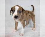 Small #5 Bulldog Mix