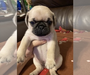 Pug Puppy for sale in SEVIERVILLE, TN, USA