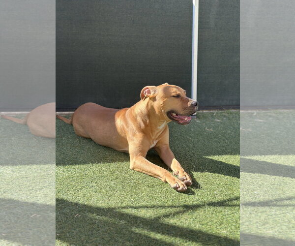 Medium Photo #2 Bulldog-Unknown Mix Puppy For Sale in The Woodlands, TX, USA