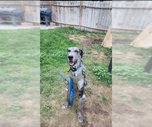 Medium Photo #4 Great Dane Puppy For Sale in MIDWAY, UT, USA