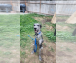 Small #3 Great Dane