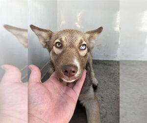 Siberian Husky Dogs for adoption in Stockton, CA, USA