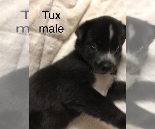 Medium Photo #10 Siberian Husky Puppy For Sale in WASHBURN, WI, USA