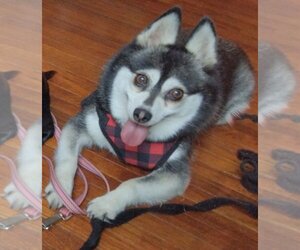 Huskies -Pomeranian Mix Dogs for adoption in Minneapolis, MN, USA