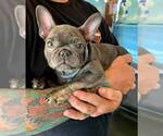 Puppy 1 French Bulldog