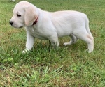Small Photo #1 Labrador Retriever Puppy For Sale in POCOMOKE, MD, USA