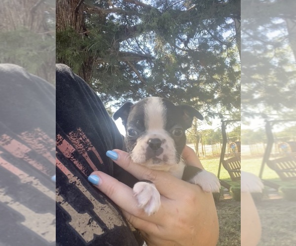 Medium Photo #8 Boston Terrier Puppy For Sale in FREDONIA, KS, USA