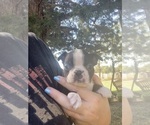 Small #7 Boston Terrier