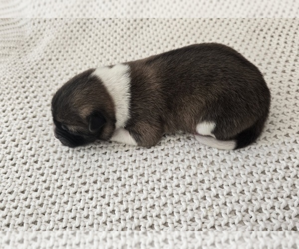 Medium Photo #1 Akita Puppy For Sale in STRAFFORD, MO, USA