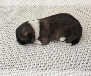Medium Akita